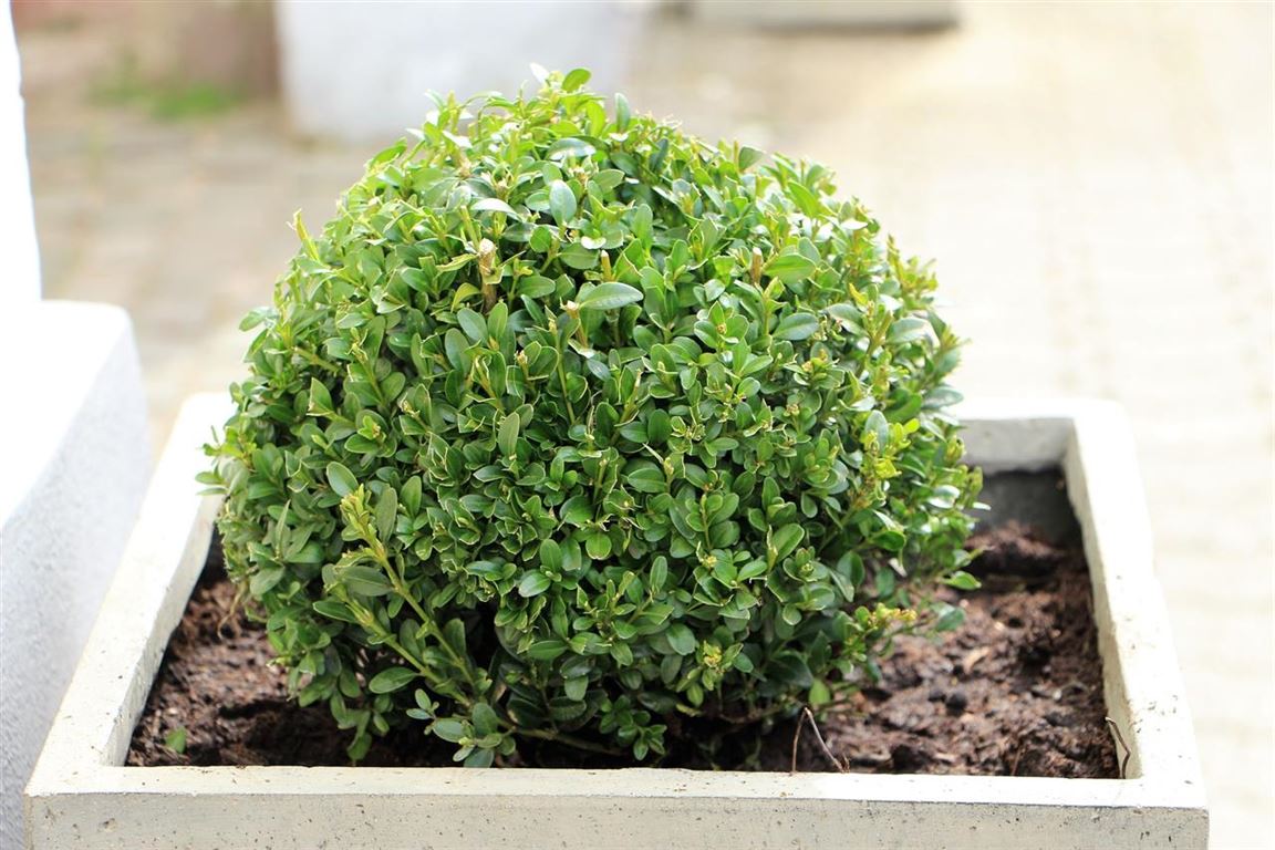 Køb plantekasser og højbede hos Thy-Metal