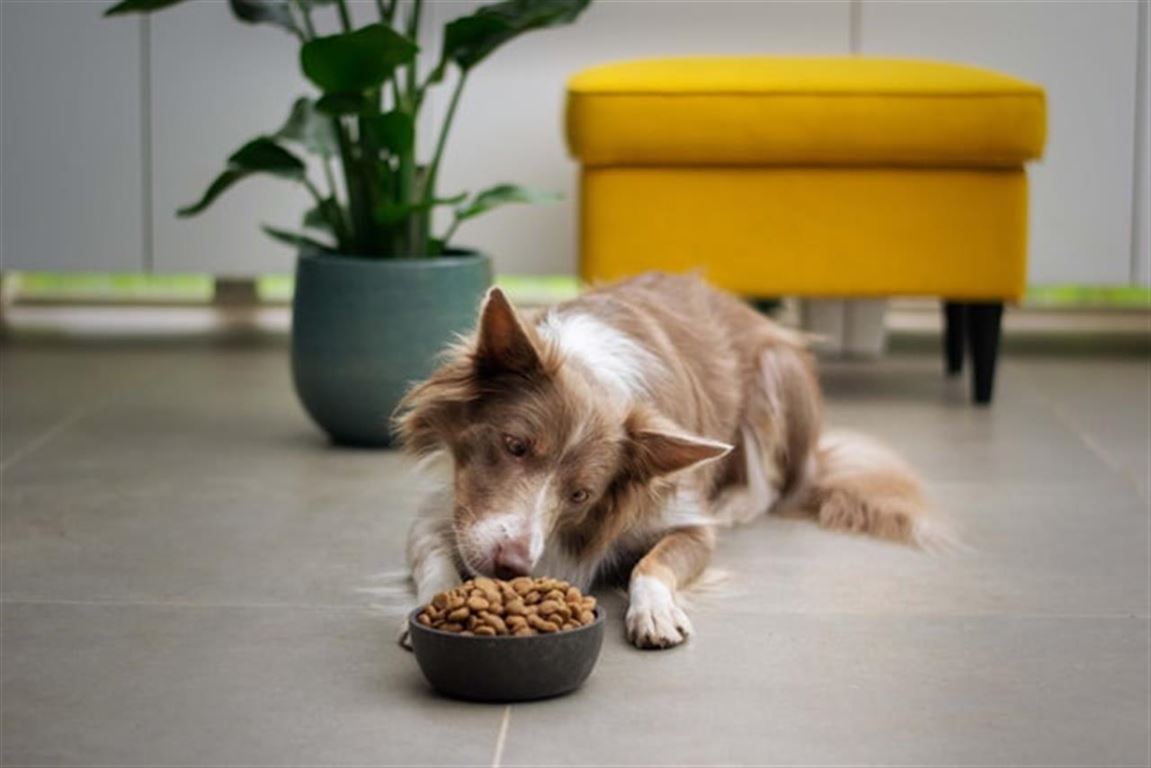 Kvalitetshundefoder med Essential Foods hundefoder