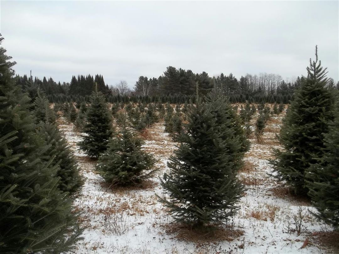 Introduktion til juletræsproduktion