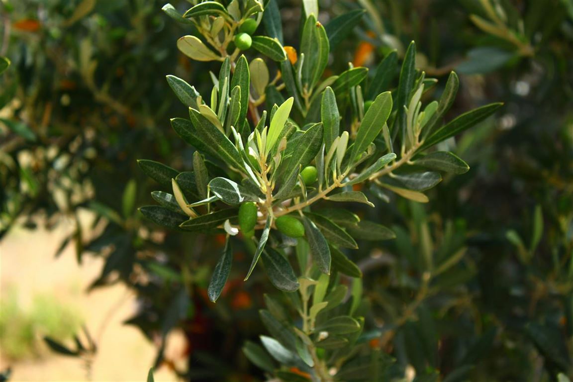 Oliventræer - en guide til dyrkning og pleje